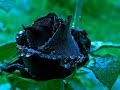 Самые необычные розы The most unusual rose