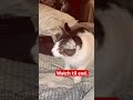 Cat learns SIT and PAW 🐱 Solar finally did i#Shorts #Cats #CatTraining #FunnyCats #PetShort