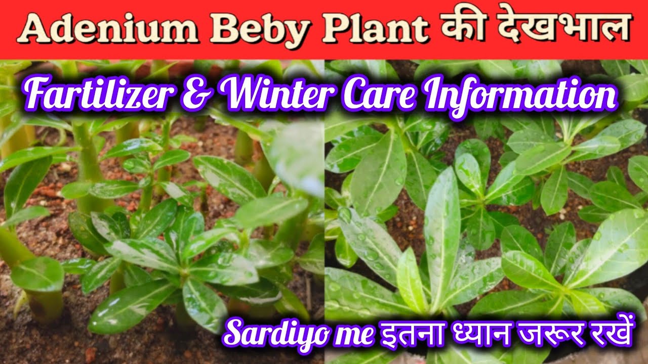 सर्दियों में Adenium सीडलिंग ( Beby Plant ) की देखभाल / 3 Month Adenium Beby Plant Winter Care