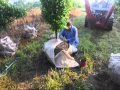 How to Ball and Burlap a Tree treecare Video