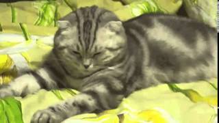 GIF compilation from 2014-01-14 and 2014-01-08, funny, gif, lmao, lmfao, reaction, reaction gif, re