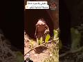 هل هذا حقيقي أم مجرد خدعة مخيفة Is This Real Or Just A Prank هبد مرعب Shorts Scary