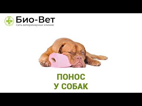 Понос у собак. Ветеринарная клиника Био-Вет.