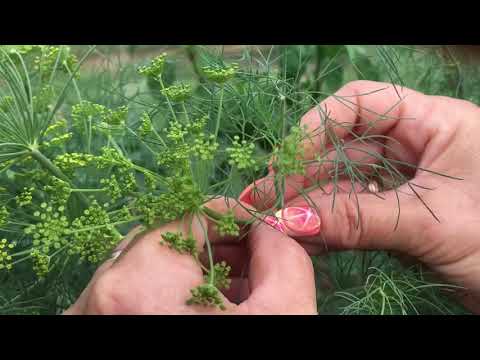 ЗАБОЛЕЛИ ПЕРЦЫ. ЧЕМ ОБРАБОТАТЬ. КАК ПРОДЛИТЬ ПЛОДОНОШЕНИЕ ОГУРЦОВ. КЛУБНИКА, ЗЕМЛЯНИКА.