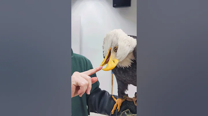 Spirit's gentle beak skills (Bald Eagle) - DayDayNews