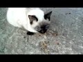 Сиамский кот очень голодный