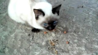 Сиамский кот очень голодный