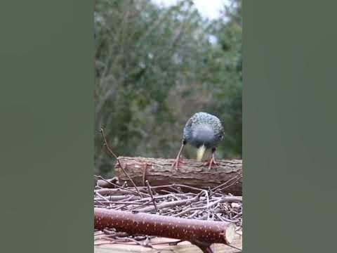 46+ Vögel Im Gemüsegarten, Viele heimische vögel hat man schon oft