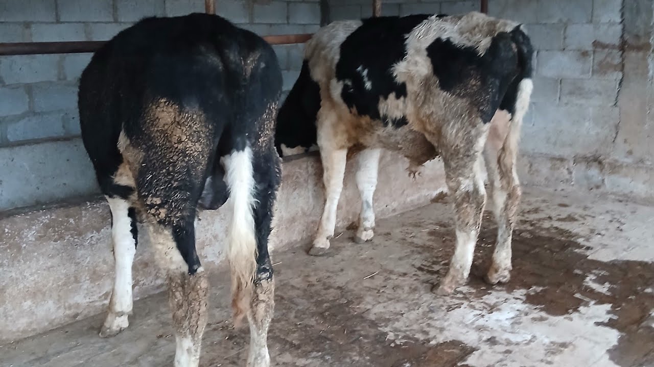 ROSSIYSKIY NOVOSLARIMIZ SOTILADI +998918333300