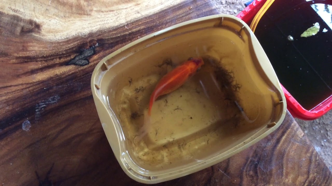 Goldfish Ulcer Treatment how to treat goldfish ulcer YouTube