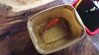 Goldfish Ulcer Treatment - how to treat goldfish ulcer
