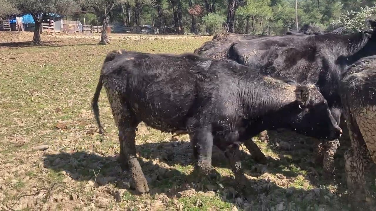 Zeytin yaprağı sezonu açılmıştır 🫒 #angus 