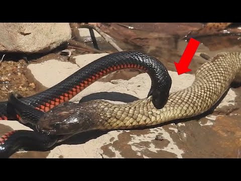 Video: King cobra di alam liar