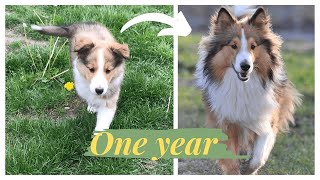 FIRST YEAR OF A SHELTIE!