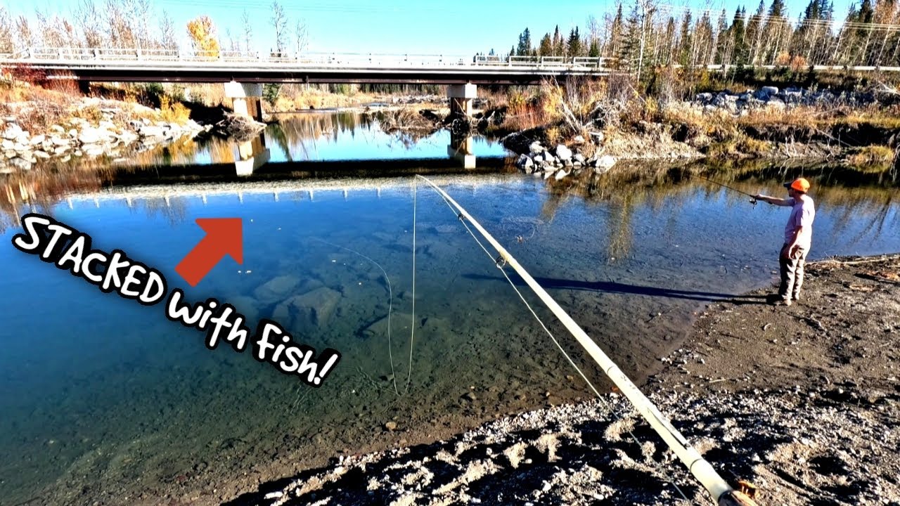 Sling Shot Bridge Bridge was STACKED with Fish!!(Best Day of Slingshot Grouse Hunting ...