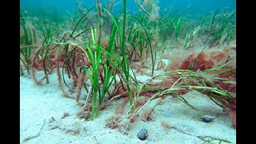 Secrets of the Seabed Episode 3 - Advanced Mooring Systems – Sailing with Moor Care!