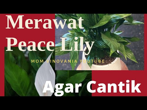 Video: Bolehkah Anda Membahagikan Tumbuhan Peace Lily - Cara Membahagikan Tumbuhan Rumah Peace Lily