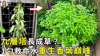 九层塔缩叶变"老草"？7天不管香气全跑光！4招逼它爆盆喷香，三杯鸡随摘随炒|花花世界