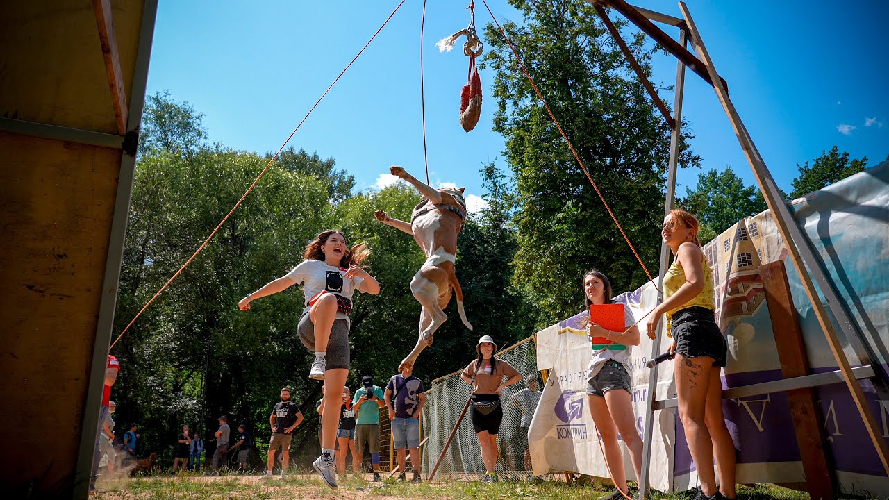 Pitbull show DOGWILLE 2021