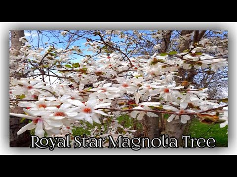 Video: Magnolia Putih (tumbuhan) - Khasiat Dan Kegunaan Dari Magnolia, Bunga Dan Biji Magnolia