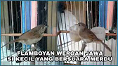 Mengenal Lebih Dekat Burung Flamboyan Perbedaan Jantan Dan Betina Flamboyan Youtube