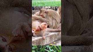 Baby Monkey Shares a Loving Moment with Mama 🐒💛 #Shorts