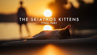 The Skiathos Kittens: Part 3 - includes September 2021 update by One Man Five Cats 10,458 views 2 years ago 36 minutes