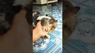 veronikako #duniakucing #catlovers #kucinglucu #fypシ