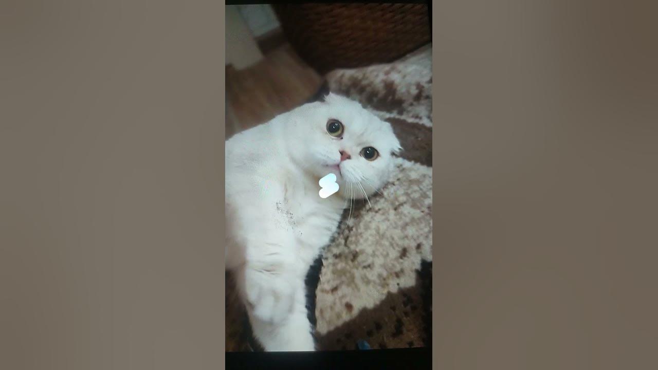 кот 🐱 - YouTube
