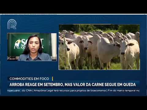 Commodities em Foco: arroba reage em setembro, mas valor da carne segue em queda | Canal Rural