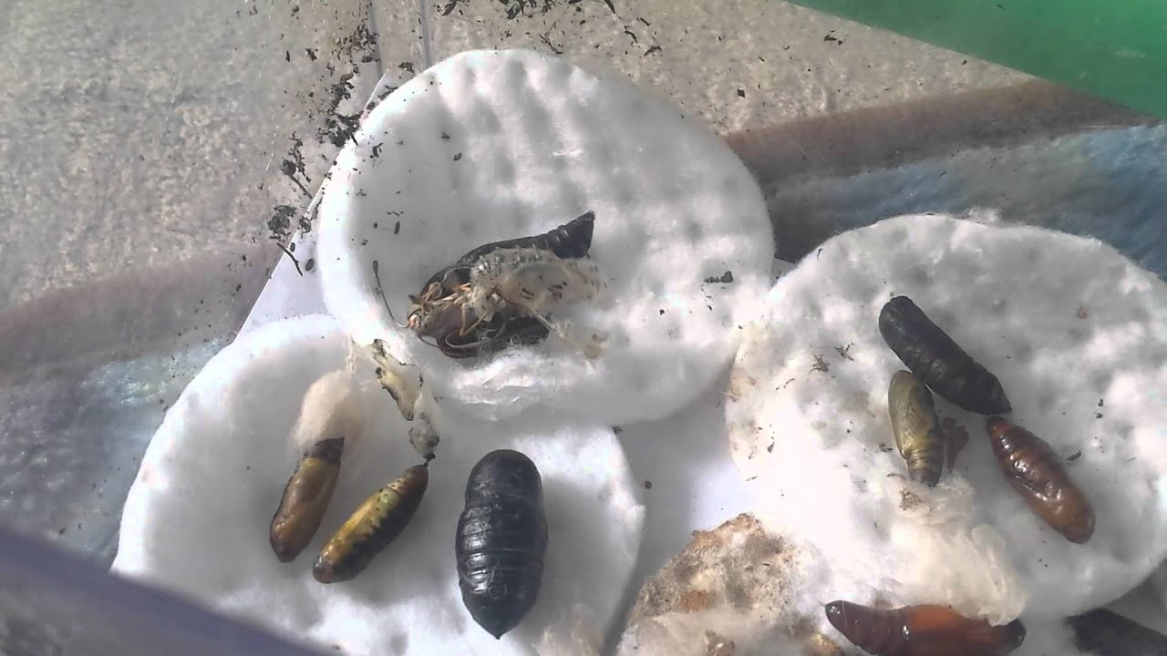 insects picture Variegated Fritilary Hatching! Part 1 of 3
