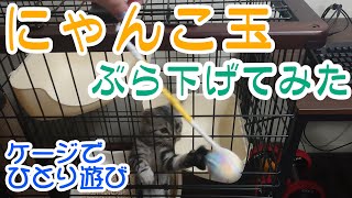 【にゃんこ玉】をサークルに吊るした結果…。 by ミル日記 33 views 2 years ago 3 minutes, 3 seconds