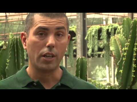 Vídeo: Transplantando um cacto - dicas sobre como mover cactos na paisagem