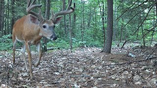 Trail Cam Videos12 Months in the Wild