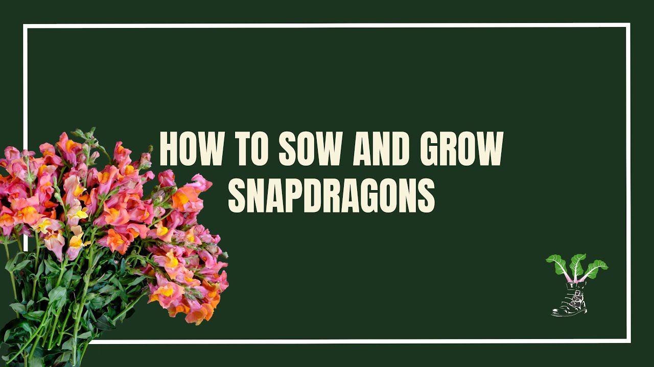 Как сеять и выращивать львиный зев