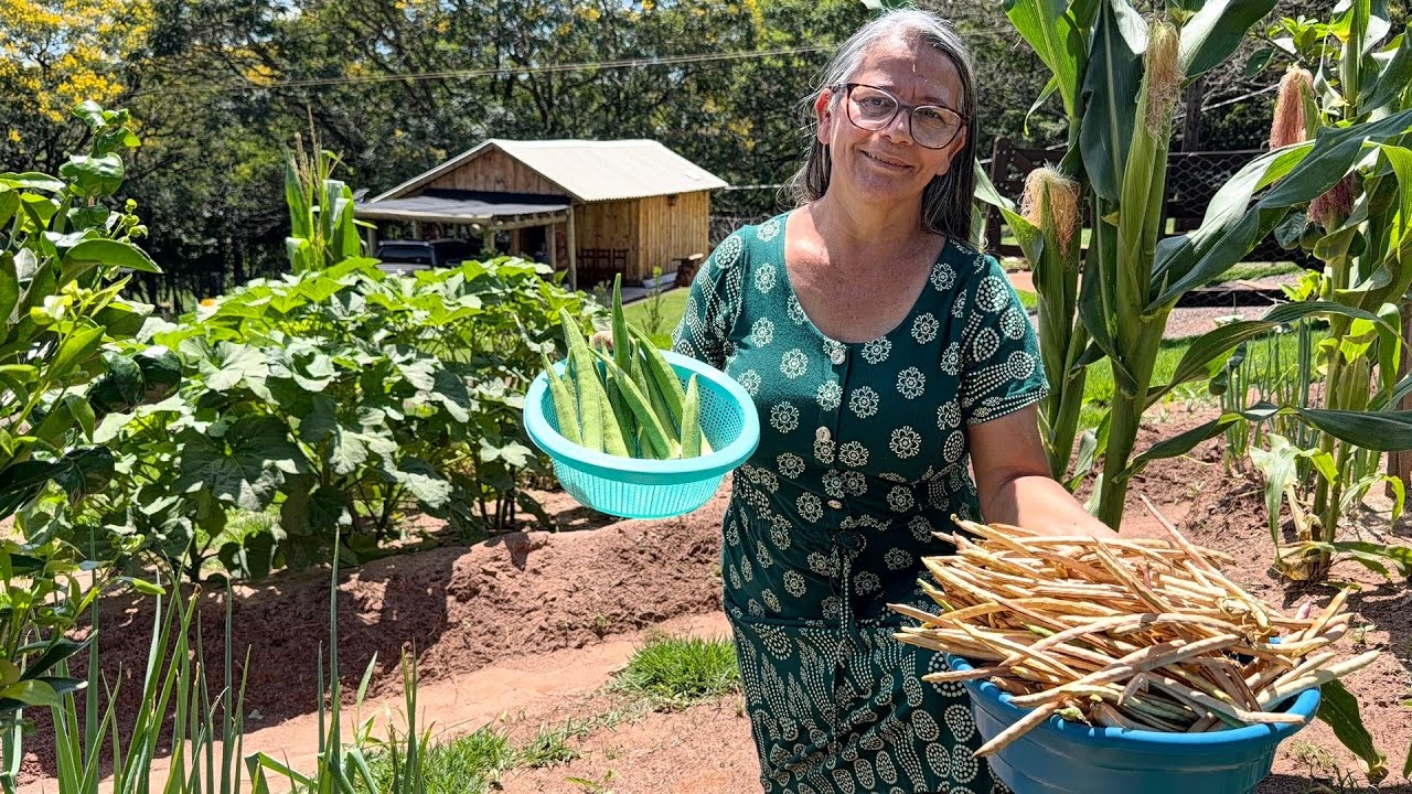 Nos surpreendemos com tantas bençãos na nossa chácara colhemos muitos feijão e quiabos…