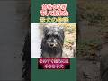 命をつなぎ、そして別れた母犬の物語