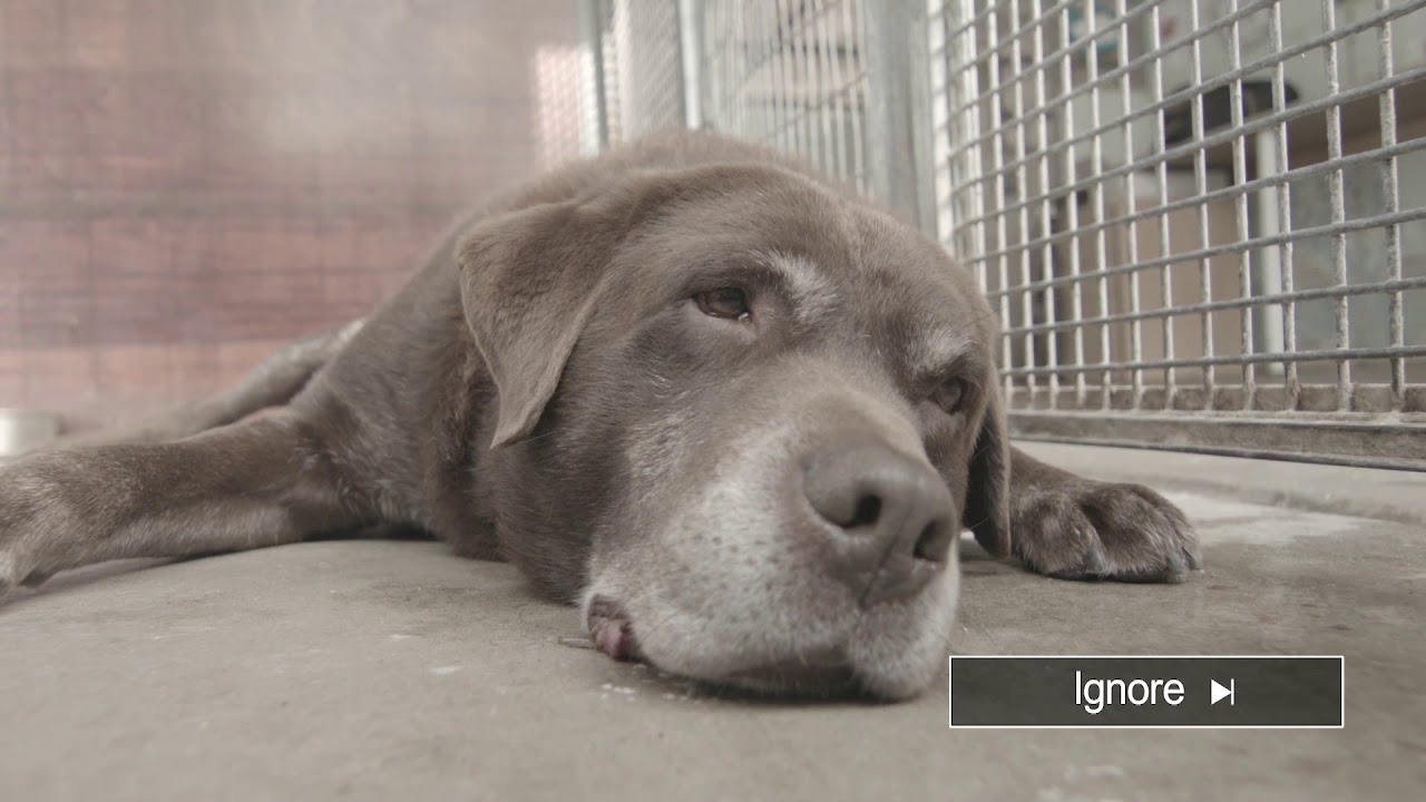 2019821 Battersea Dogs Home Pre Roll PR002 YouTube