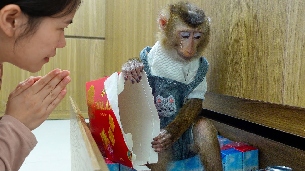 Pupu Monkey Is Mad Because Mom Eats All the Cake