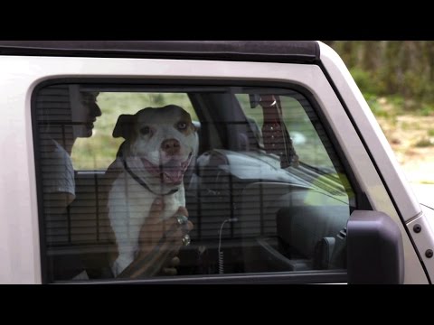 Man Gives Up Sweet Pit Bull for a Ridiculous Reason