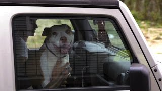 Man Gives Up Sweet Pit Bull For A Ridiculous Reason