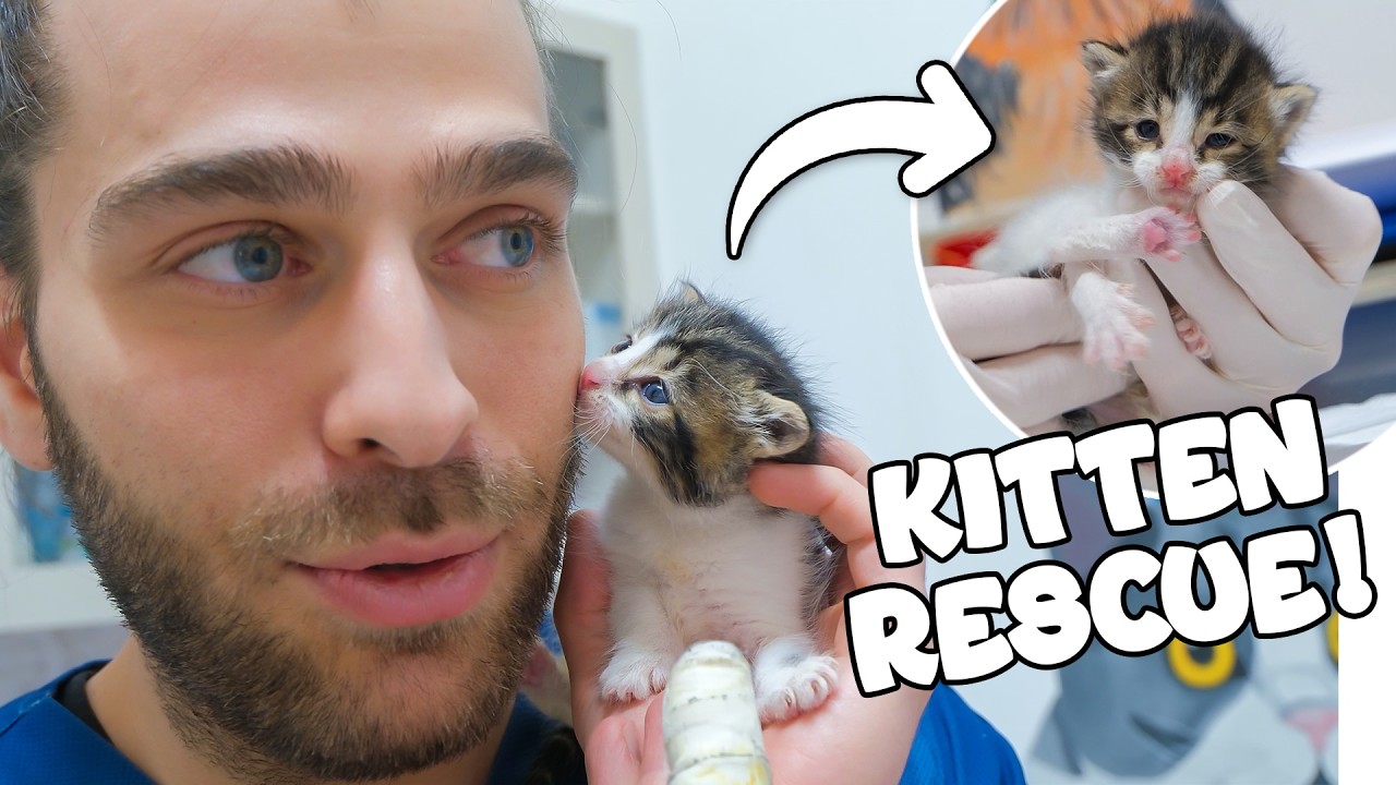 Спасение маленького бродячего котенка без матери! (Мы нашли ему приемную маму-кошку!)