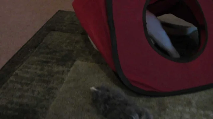 Watch the video about Frederico Ferret Furry Cat Toy (HD)