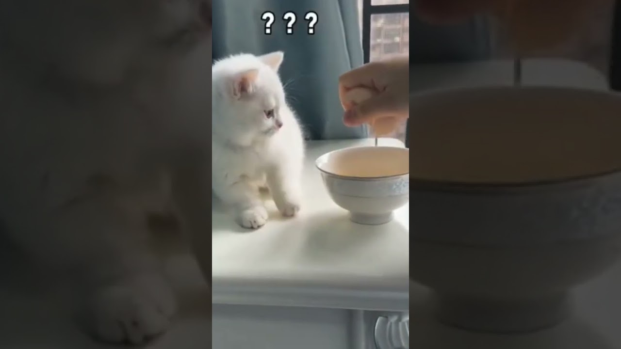 CUTE KITTEN CHEF 🥰🙀 
