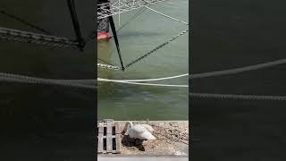 Swans nest with eggs