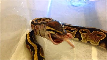 ball python feeding part 2