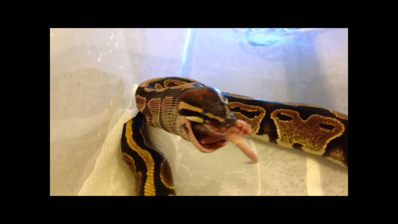 camera iphone 8 plus apk ball python feeding part 2