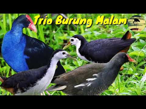 Repeat Suara Pikat Puyuh Batu Pipikau Di Jamin Sangat Jitu By