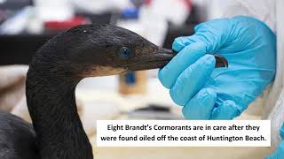 Multiple Oiled Birds in Care Following Southern California Mystery Oil Incident