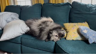 My Fluffy Dog Rolls Around On the Couch Like A Total Goofball!